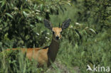 Steenbokantilope (Raphicerus campestris)