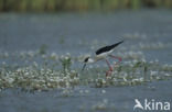 Black-winged Stilt (Himantopus himantopus)
