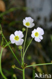 Lesser Waterplantain (Echinodorus ranunculoides)