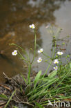 Stijve moerasweegbree (Echinodorus ranunculoides) 