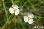 Lesser Waterplantain (Echinodorus ranunculoides)