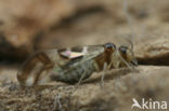 bark-louse