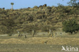 Slender-tailed meerkat (Suricata suricata)