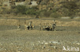 Slender-tailed meerkat (Suricata suricata)