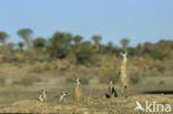 Slender-tailed meerkat (Suricata suricata)