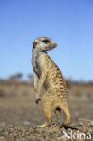 Slender-tailed meerkat (Suricata suricata)