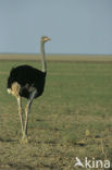 Struisvogel (Struthio camelus)