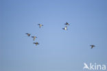 Pochard (Aythya ferina)