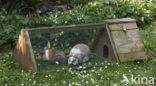 Rabbit (Oryctolagus cuniculus) 