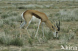 Thomson’s gazelle (Eudorcas thomsonii) 