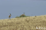 Thomson’s gazelle (Eudorcas thomsonii) 