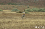 Thomson’s gazelle (Eudorcas thomsonii) 