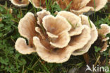 Blushing Rosette (Abortiporus biennis)