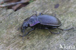 Carabus nemoralis