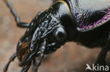 Carabus nemoralis