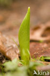 Tulip (Tulipa)