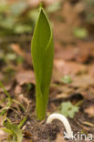 Tulp (Tulipa)