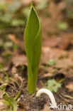 Tulip (Tulipa)