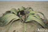 Tweeblaarkanniedood (Welwitschia mirabilis)