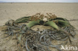 Tweeblaarkanniedood (Welwitschia mirabilis)