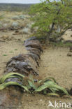 Tweeblaarkanniedood (Welwitschia mirabilis)