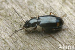 Tweevlekpriempje (Bembidion biguttatum)