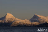 Tysfjord