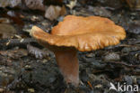 Valse hanenkam (Hygrophoropsis aurantiaca)