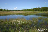 Veenpluis (Eriophorum angustifolium)