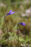 Vetblad (Pinguicula vulgaris) 