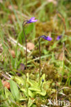 Common Butterwort (Pinguicula vulgaris)