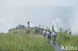 Victoria falls