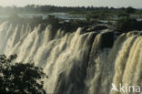 Victoria falls