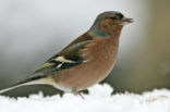 Vink (Fringilla coelebs)