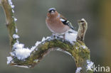 Chaffinch (Fringilla coelebs)