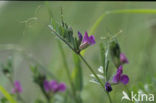 Voederwikke (Vicia sativa sativa)