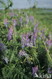 Vogelwikke (Vicia cracca)