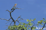 Vorkstaartscharrelaar (Coracias caudatus)