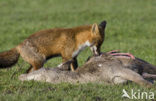 Fox (Vulpes vulpes)