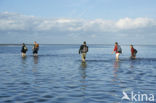 Waddensea