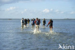 Waddensea