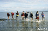 Waddensea