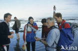 Waddensea