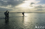 Waddensea