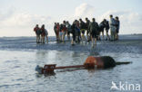 Waddensea