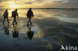 Waddensea