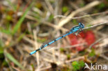 Waterjuffer (Coenagrion sp.)