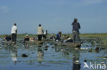 Waterlily (Nymphaea spec.)