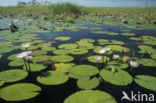 Waterlelie (Nymphaea spec.)