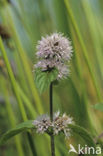 Watermint (Mentha aquatica)